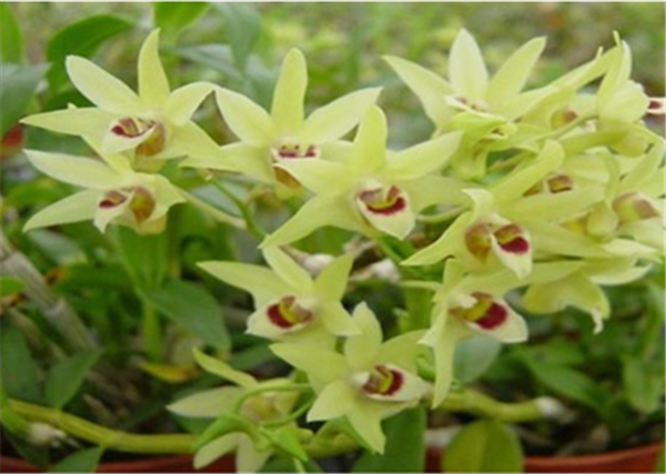 c鿴ԔϢ}Herba Dendrodii Flower xΔ(sh)2289