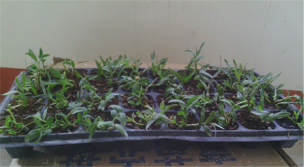 c(din)鿴Ԕ(x)Ϣ(bio)}Herba Dendrodii Plug Seedlings xΔ(sh)2150